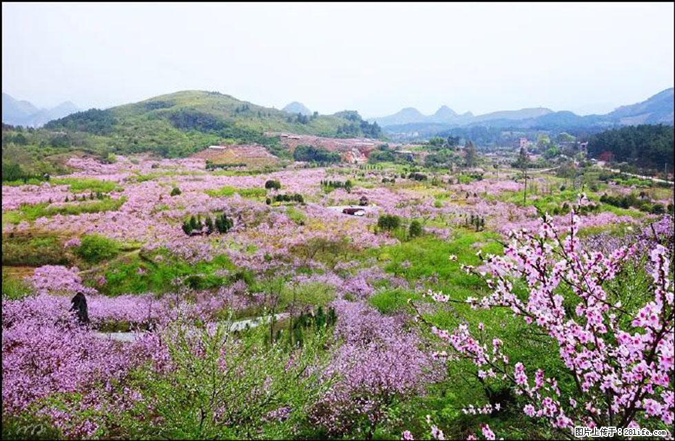 【春天，广西桂林灌阳县向您发出邀请！】官庄村有个醉美的桃花园 - 游山玩水 - 保山生活社区 - 保山28生活网 bs.28life.com