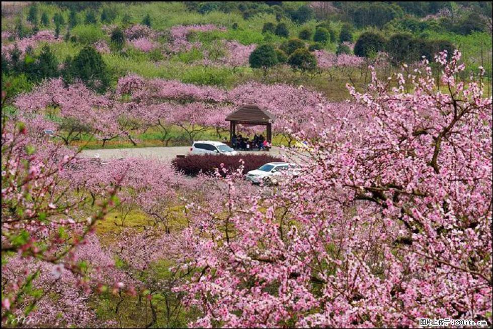 【春天，广西桂林灌阳县向您发出邀请！】官庄村有个醉美的桃花园 - 游山玩水 - 保山生活社区 - 保山28生活网 bs.28life.com