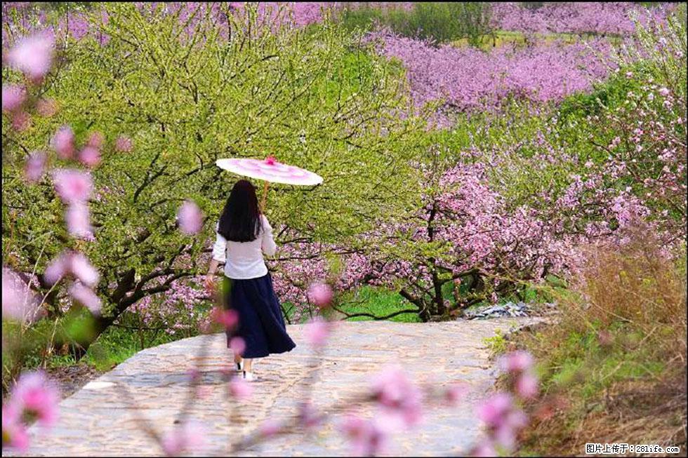 【春天，广西桂林灌阳县向您发出邀请！】官庄村有个醉美的桃花园 - 游山玩水 - 保山生活社区 - 保山28生活网 bs.28life.com