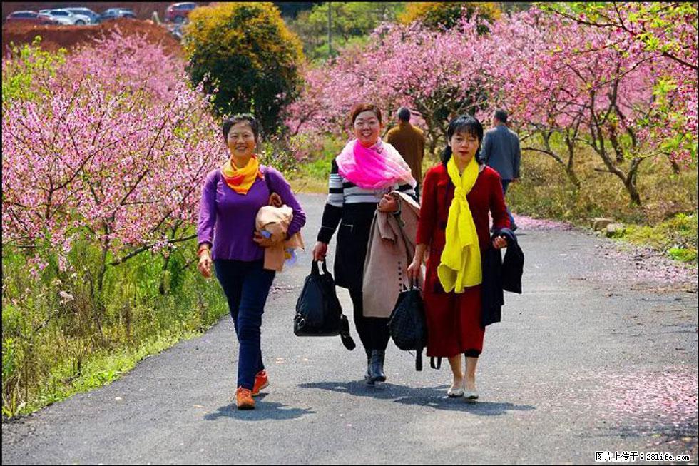 【春天，广西桂林灌阳县向您发出邀请！】官庄村有个醉美的桃花园 - 游山玩水 - 保山生活社区 - 保山28生活网 bs.28life.com