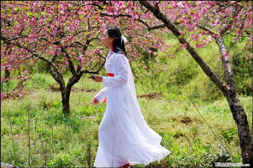 【春天，广西桂林灌阳县向您发出邀请！】官庄村有个醉美的桃花园 - 游山玩水 - 保山生活社区 - 保山28生活网 bs.28life.com