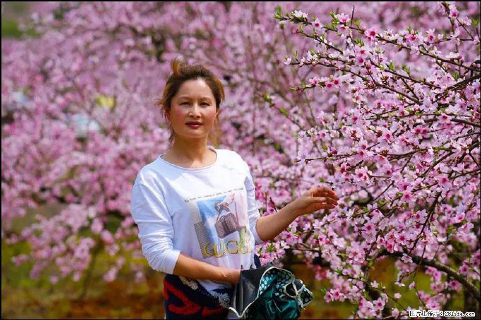 【春天，广西桂林灌阳县向您发出邀请！】官庄村有个醉美的桃花园 - 游山玩水 - 保山生活社区 - 保山28生活网 bs.28life.com