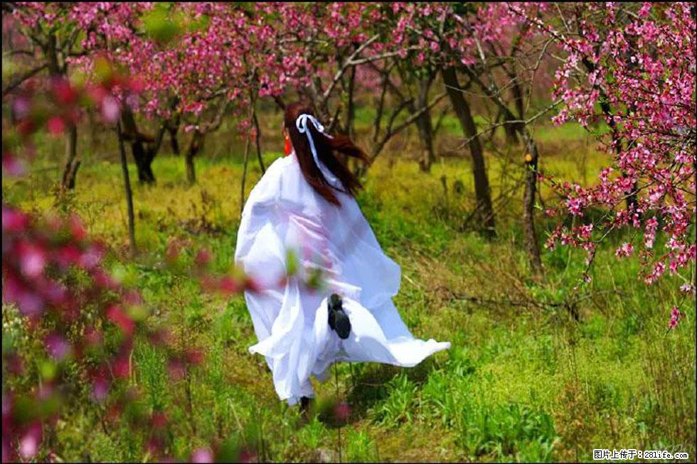 【春天，广西桂林灌阳县向您发出邀请！】官庄村有个醉美的桃花园 - 游山玩水 - 保山生活社区 - 保山28生活网 bs.28life.com