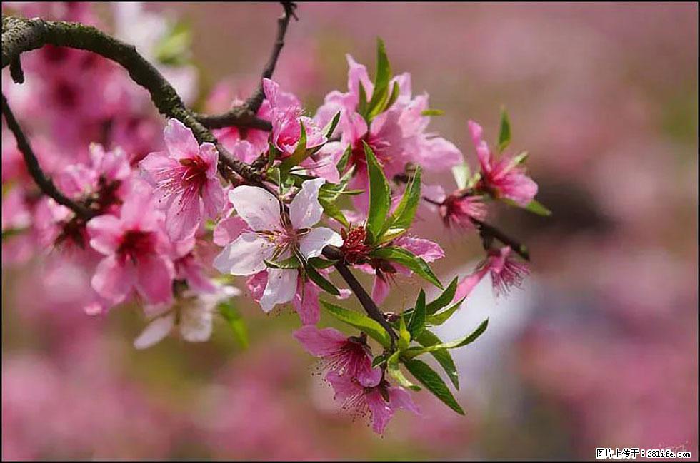 【春天，广西桂林灌阳县向您发出邀请！】官庄村有个醉美的桃花园 - 游山玩水 - 保山生活社区 - 保山28生活网 bs.28life.com