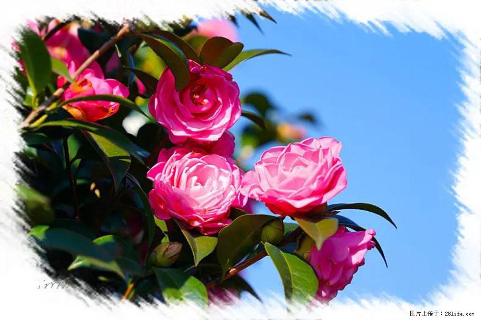 【春天,广西桂林灌阳县向您发出邀请!】杨柳井茶花惹人爱 - 游山玩水 - 保山生活社区 - 保山28生活网 bs.28life.com