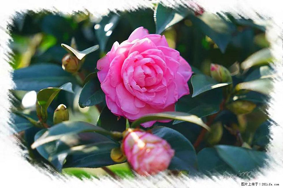 【春天,广西桂林灌阳县向您发出邀请!】杨柳井茶花惹人爱 - 游山玩水 - 保山生活社区 - 保山28生活网 bs.28life.com