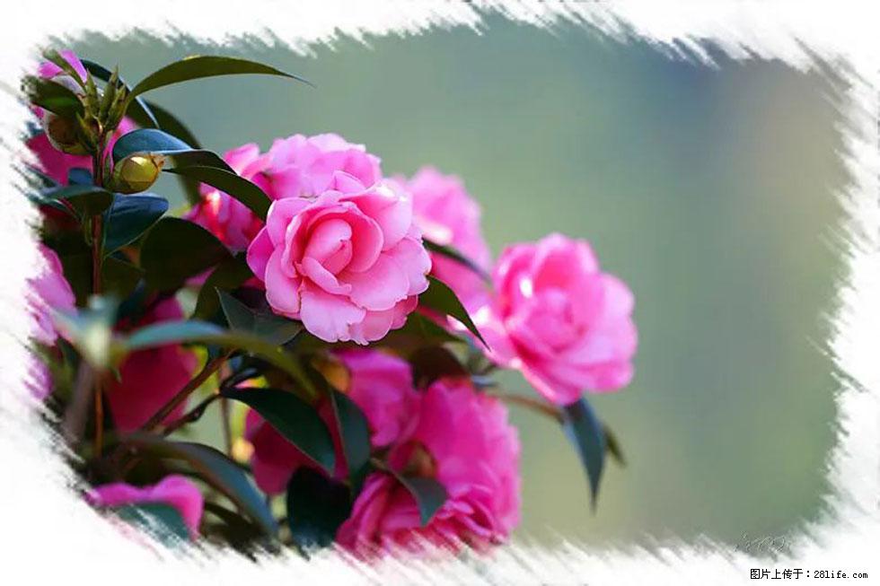 【春天,广西桂林灌阳县向您发出邀请!】杨柳井茶花惹人爱 - 游山玩水 - 保山生活社区 - 保山28生活网 bs.28life.com
