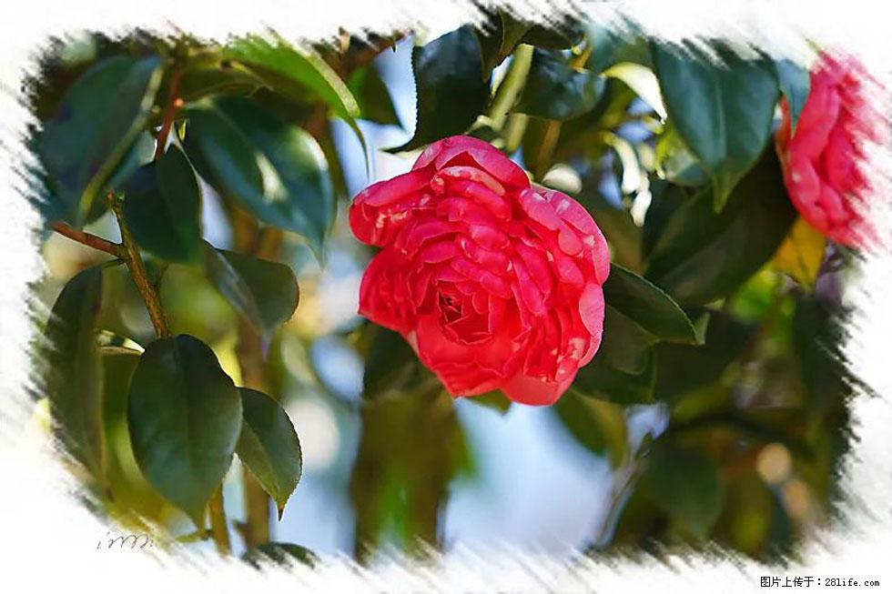 【春天,广西桂林灌阳县向您发出邀请!】杨柳井茶花惹人爱 - 游山玩水 - 保山生活社区 - 保山28生活网 bs.28life.com