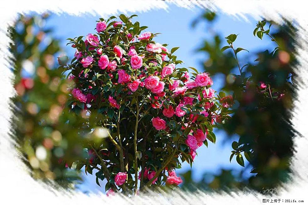 【春天,广西桂林灌阳县向您发出邀请!】杨柳井茶花惹人爱 - 游山玩水 - 保山生活社区 - 保山28生活网 bs.28life.com