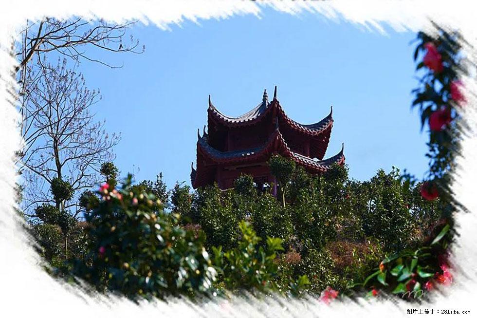 【春天,广西桂林灌阳县向您发出邀请!】杨柳井茶花惹人爱 - 游山玩水 - 保山生活社区 - 保山28生活网 bs.28life.com