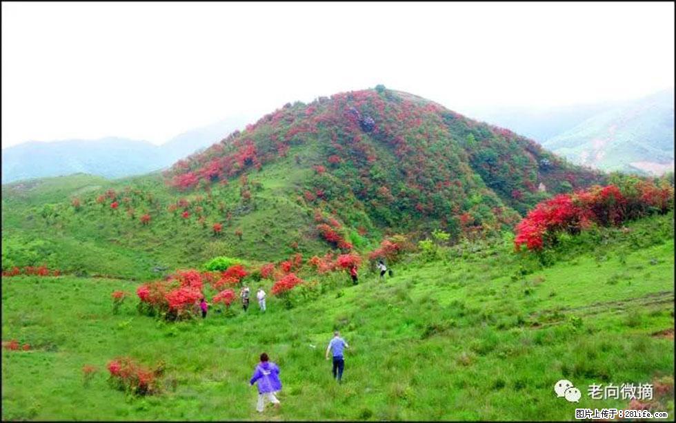 【春天,广西桂林灌阳县向您发出邀请!】宝盖山上映山红 - 游山玩水 - 保山生活社区 - 保山28生活网 bs.28life.com