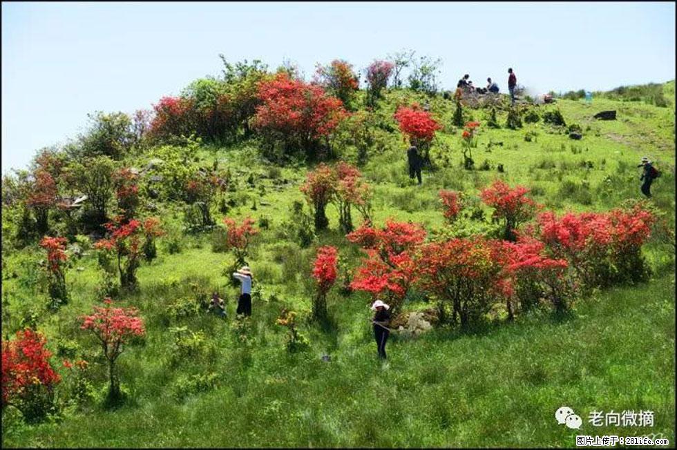 【春天,广西桂林灌阳县向您发出邀请!】宝盖山上映山红 - 游山玩水 - 保山生活社区 - 保山28生活网 bs.28life.com