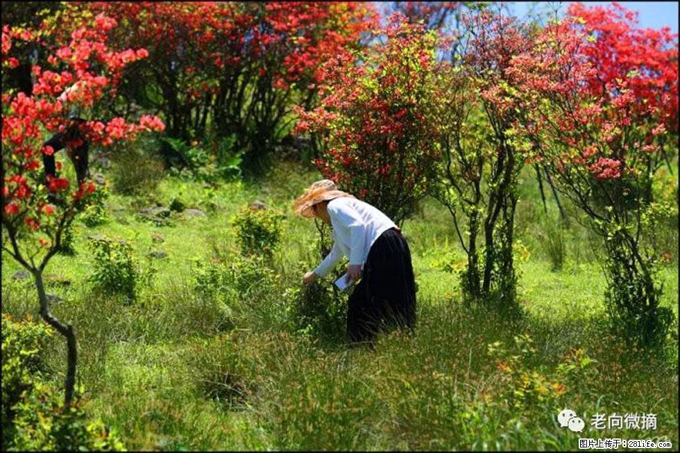 【春天,广西桂林灌阳县向您发出邀请!】宝盖山上映山红 - 游山玩水 - 保山生活社区 - 保山28生活网 bs.28life.com