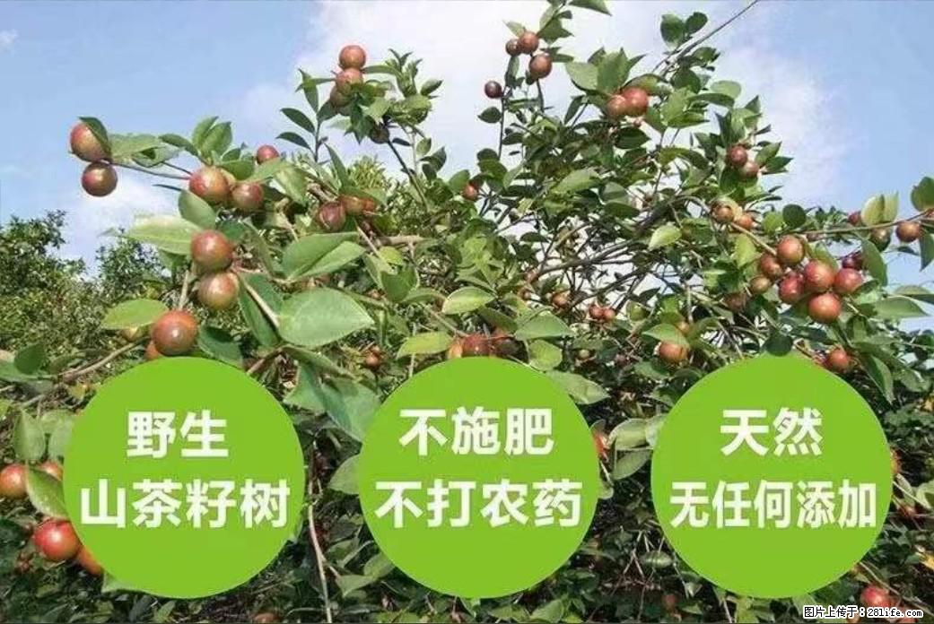 【灌阳县油茶产业示范区】一个有着充实的精神生活的人,对待身外之物自会有一种淡泊的态度 - 土特产 - 饮食特产 - 保山分类信息 - 保山28生活网 bs.28life.com