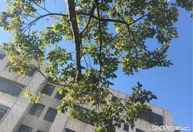 此房位于龙泉路永昌中心小学附近带家电,家具可拎包入住。 - 房屋出租 - 房屋租售 - 保山分类信息 - 保山28生活网 bs.28life.com