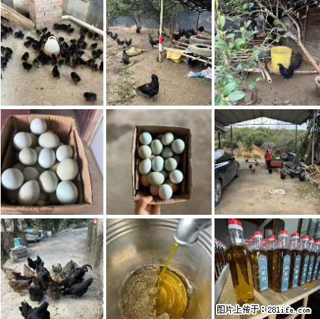油茶园从小鸡仔开始养起的纯土鸡、土鸡蛋可以预定啦!还有前几天刚榨的纯山茶油哦 - 美食天地 - 保山生活社区 - 保山28生活网 bs.28life.com