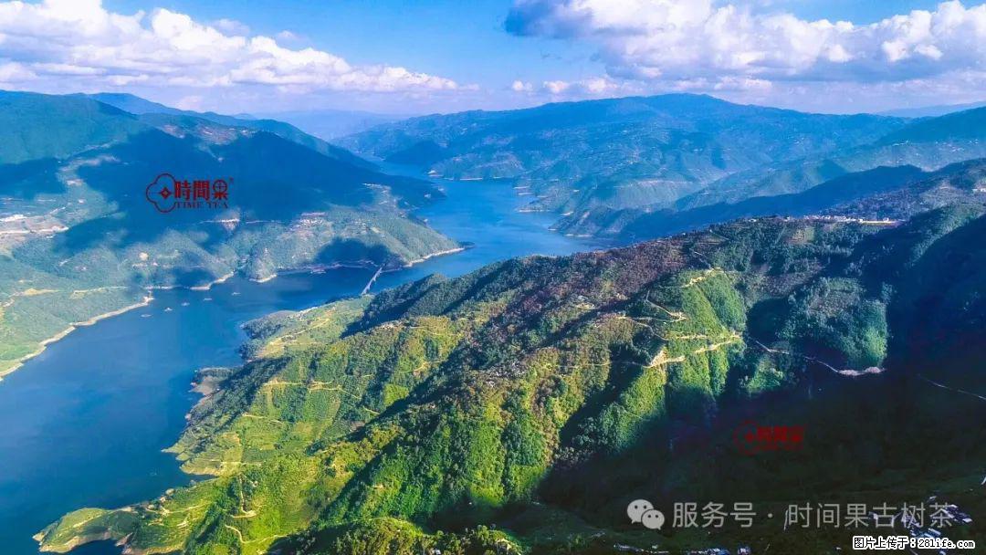 时间果百年古树龙珠普洱生茶 - 购物交流 - 保山生活社区 - 保山28生活网 bs.28life.com