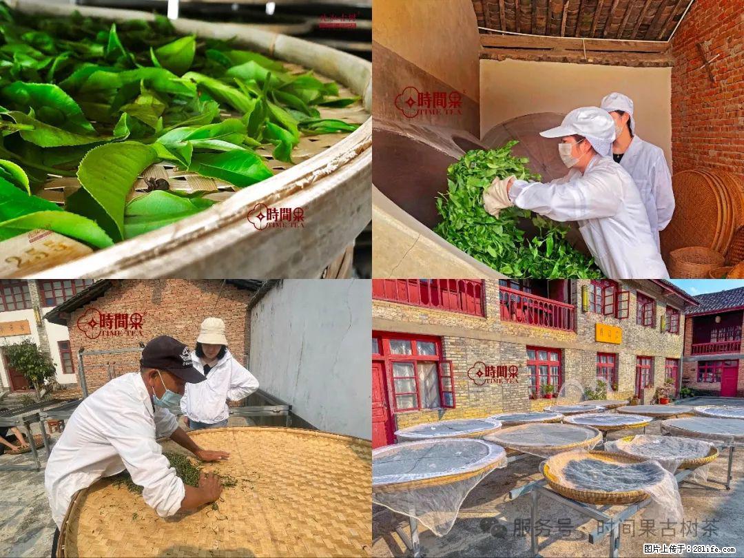 时间果百年古树龙珠普洱生茶 - 购物交流 - 保山生活社区 - 保山28生活网 bs.28life.com