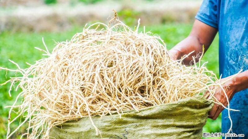 堪称“最难吃”的蔬菜，却是 “抗辐射神器”，还能护肺、清热、止咳化痰！ - 保山生活资讯 - 保山28生活网 bs.28life.com