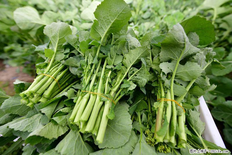 这些蔬菜是“天然钙片”，这6种被医生重点推荐 - 保山生活资讯 - 保山28生活网 bs.28life.com